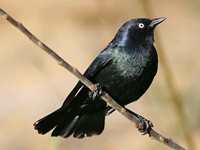 Blackbird Animal Totems